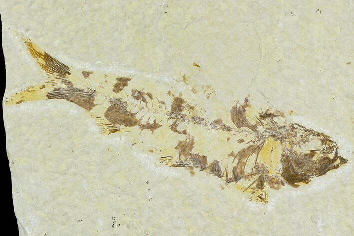 Bargain Fossil Fish (Knightia) - Wyoming #120559